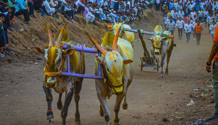 Bullock Cart Racing