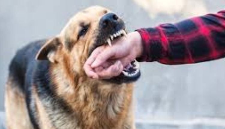 Dog Bite Cases