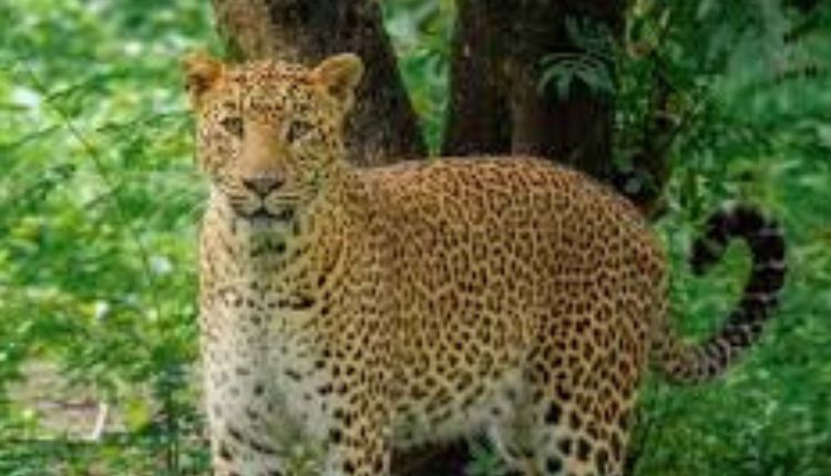 Leopard