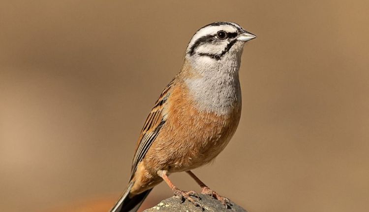 Wildlife Photography Exhibition